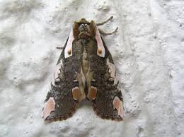 Attēlu rezultāti vaicājumam “Thyatira batis imago”