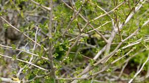 Attēlu rezultāti vaicājumam “Ginkgo biloba female flower”