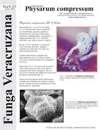 Attēlu rezultāti vaicājumam “Physarum compressum”