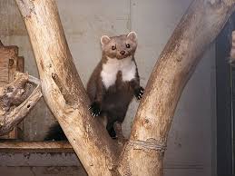 Attēlu rezultāti vaicājumam “Martes foina”