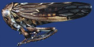 Attēlu rezultāti vaicājumam “Planaphrodes sp.”