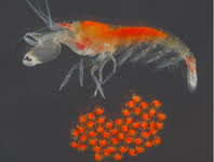 Attēlu rezultāti vaicājumam “Tanytarsus”