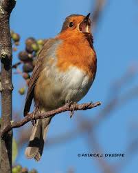 Image result for Erithacus rubecula