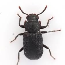 Attēlu rezultāti vaicājumam “Bolitophagus reticulatus imago”