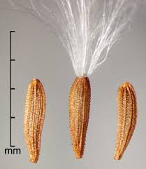 Attēlu rezultāti vaicājumam “Sonchus”