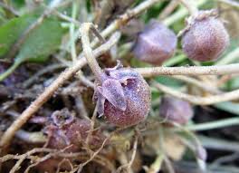 Attēlu rezultāti vaicājumam “Viola canina fruit”