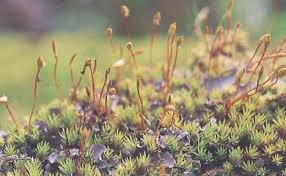 Attēlu rezultāti vaicājumam “Pogonatum urnigerum macro”