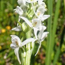 Attēlu rezultāti vaicājumam “Platanthera bifolia flower”