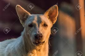 Attēlu rezultāti vaicājumam “Canis lupus familiaris”