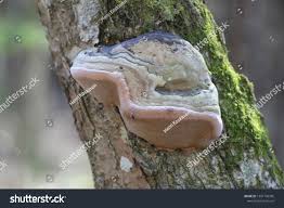 Attēlu rezultāti vaicājumam “Phellinus alni”