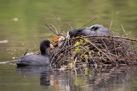 Attēlu rezultāti vaicājumam “Fulica atra nest”