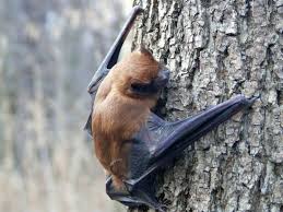 Attēlu rezultāti vaicājumam “Nyctalus noctula”