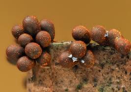 Attēlu rezultāti vaicājumam “Physarum braunianum young”