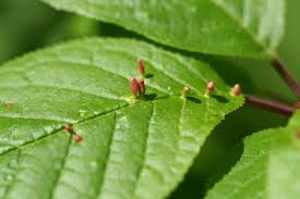 Attēlu rezultāti vaicājumam “Eriophyes padi”