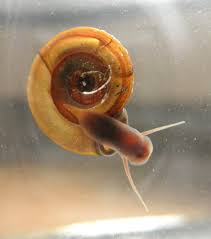 Attēlu rezultāti vaicājumam “Planorbis planorbis”