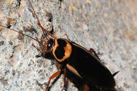 Image result for periplaneta americana