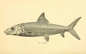 Image result for Elops saurus