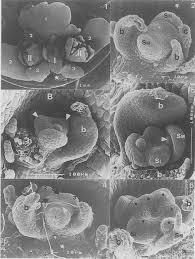 Attēlu rezultāti vaicājumam “Chrysosplenium alternifolium flower”