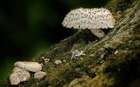 Attēlu rezultāti vaicājumam “Lentinus lepideus”