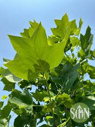 Attēlu rezultāti vaicājumam “Liriodendron tulipifera leaf”