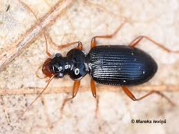 Attēlu rezultāti vaicājumam “Leistus terminatus”