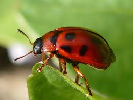 Attēlu rezultāti vaicājumam “Gonioctena viminalis”