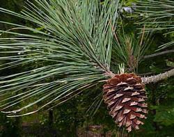 Attēlu rezultāti vaicājumam “Pinus”