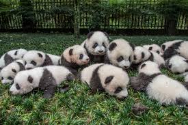 Image result for pandas