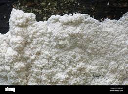 Attēlu rezultāti vaicājumam “Brefeldia maxima spores”