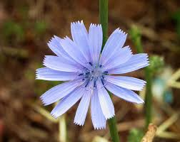 Attēlu rezultāti vaicājumam “Cichorium intybus flower”