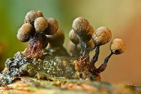 Attēlu rezultāti vaicājumam “Cribraria macrocarpa”