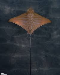 Image result for Aetomylaeus bovinus