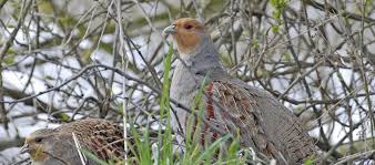 Attēlu rezultāti vaicājumam “Perdix perdix adult”