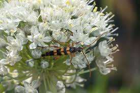 Attēlu rezultāti vaicājumam “Strangalia attenuata”