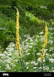 Image result for Verbascum nigrum
