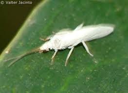 Attēlu rezultāti vaicājumam “Coniopterygidae”