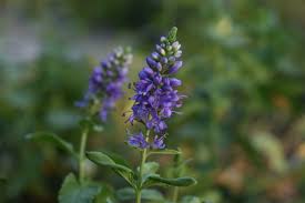 Attēlu rezultāti vaicājumam “Veronica spicata flower”