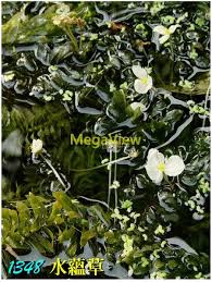 「水蘊草」的圖片搜尋結果