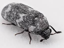 Attēlu rezultāti vaicājumam “Megatoma undata”