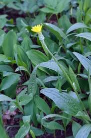 Attēlu rezultāti vaicājumam “Scorzonera humilis bud”