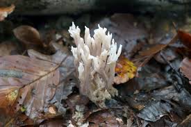 Attēlu rezultāti vaicājumam “Stemonitis pallida var. rubescens spores”