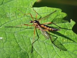 Attēlu rezultāti vaicājumam “Dictenidia bimaculata male”