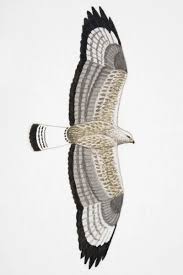 Attēlu rezultāti vaicājumam “Buteo lagopus adult”