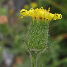 Attēlu rezultāti vaicājumam “Senecio viscosus leaf”
