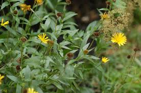 Image result for Buphthalmum salicifolium