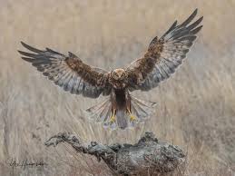 Attēlu rezultāti vaicājumam “Circus aeruginosus”