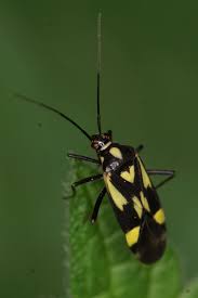 Attēlu rezultāti vaicājumam “Grypocoris sexguttatus”