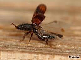 Attēlu rezultāti vaicājumam “Bitoma crenata”