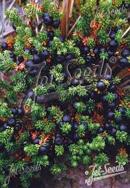 Attēlu rezultāti vaicājumam “Empetraceae”