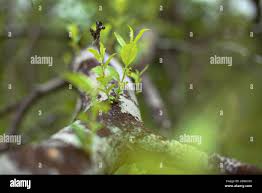 Attēlu rezultāti vaicājumam “Salix myrsinifolia leaf”